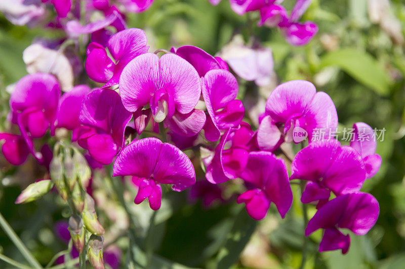 阔叶万年青豌豆(Lathyrus latifolius)